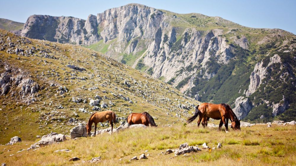 zelengora, konji
