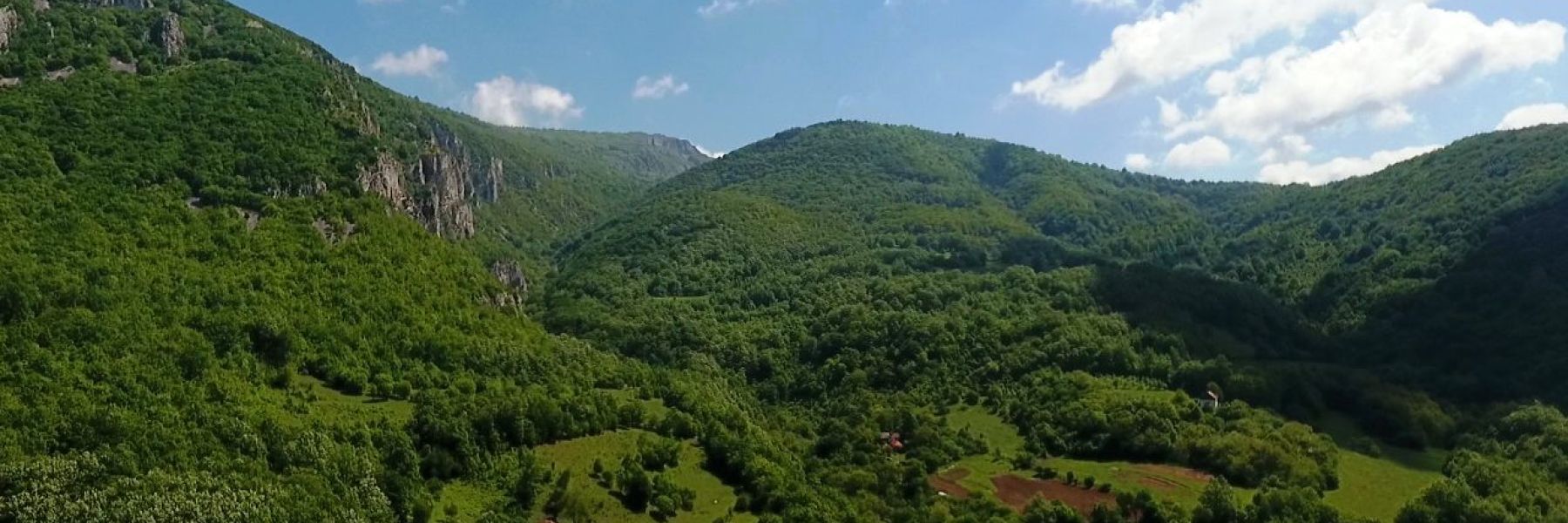 lisine, despotovac