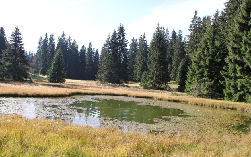Golija